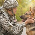 Uncovering the Canine Association: Grasping Canine Mentor Pay Rates